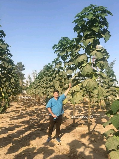 برخی پروژه های کاشت درخت پالونیا هیبرید طب جو در اصفهان پالونیا اصفهان قیمت درخت پالونیا 